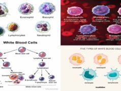2026 World Baseball Classic: Where to Watch, Predictions, and Team USA News