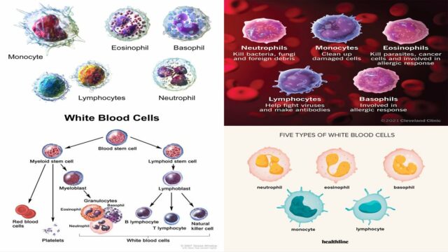 White blood cell - Wikipedia
White Blood